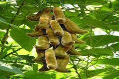 Mucuna pruriens var. pruriens